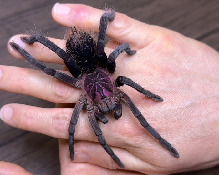 Xenesthis sp. 'bright' (Colombian lesser black tarantula) 1"