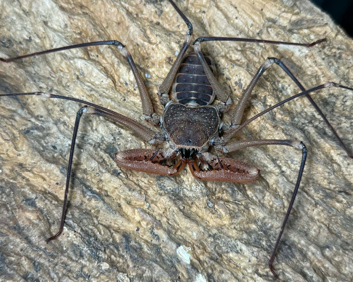 Acanthophrynus coronatus ‘Jalisco’ (Mexican giant whip spider) 2"