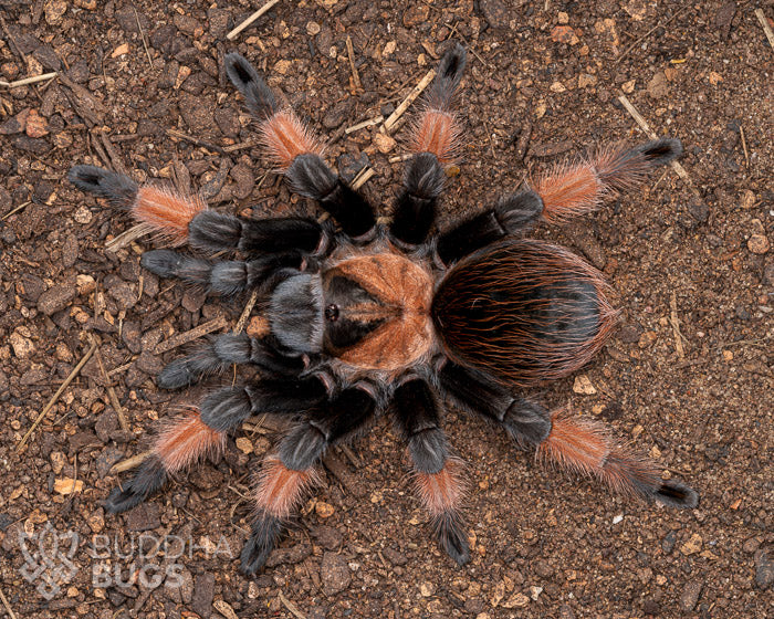 A female Brachypelma emilia, a Mexican red leg tarantula, poses on sandy clay.