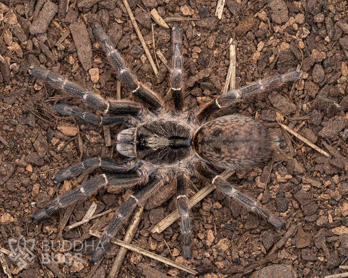 A female Ceratogyrus darlingi, a rear-horned baboon tarantula, poses on sandy clay.