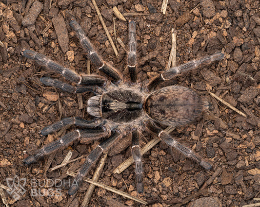 A female Ceratogyrus darlingi, a rear-horned baboon tarantula, poses on sandy clay.
