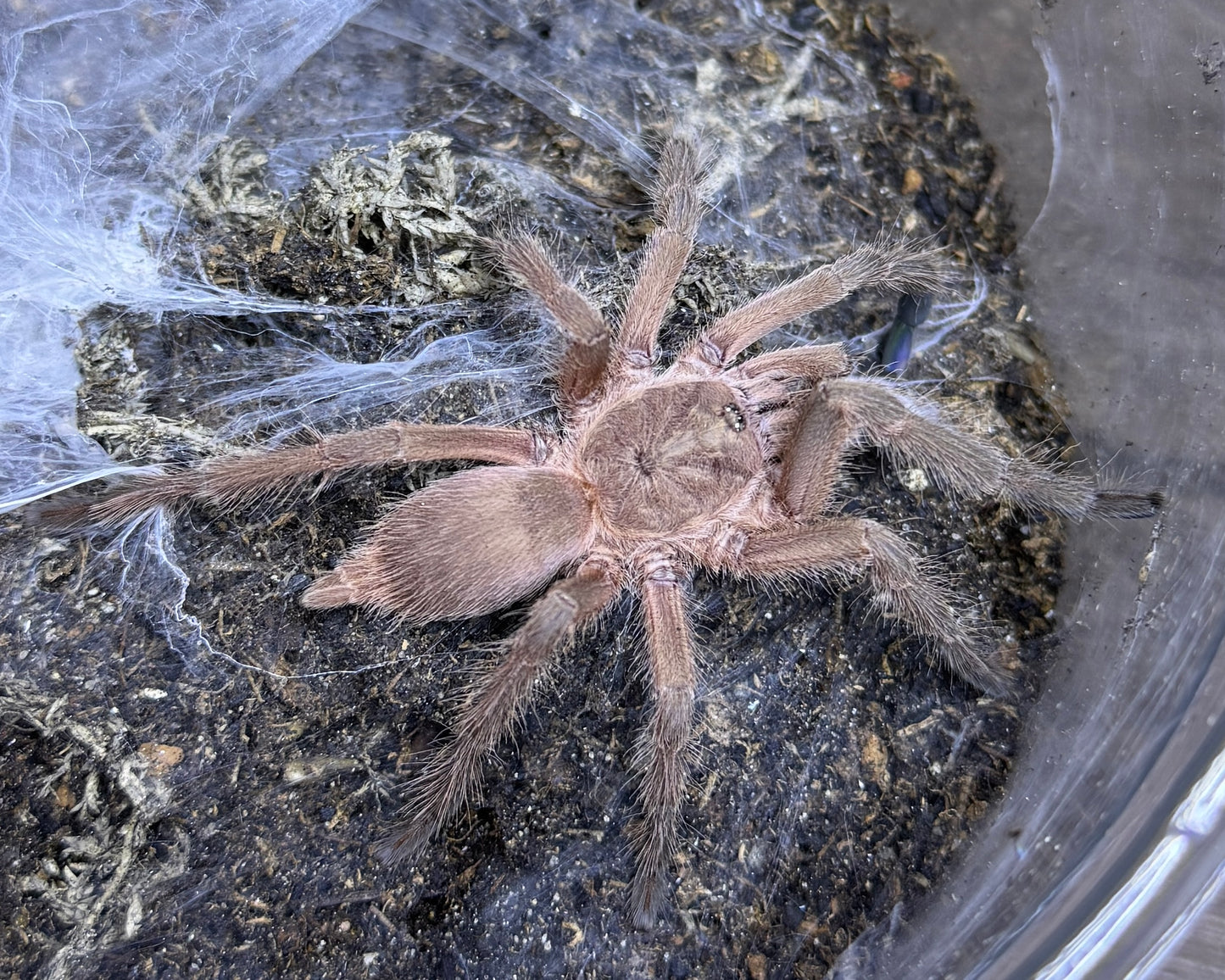 Chilobrachys huahini (Thai fawn tarantula) 3" FEMALE