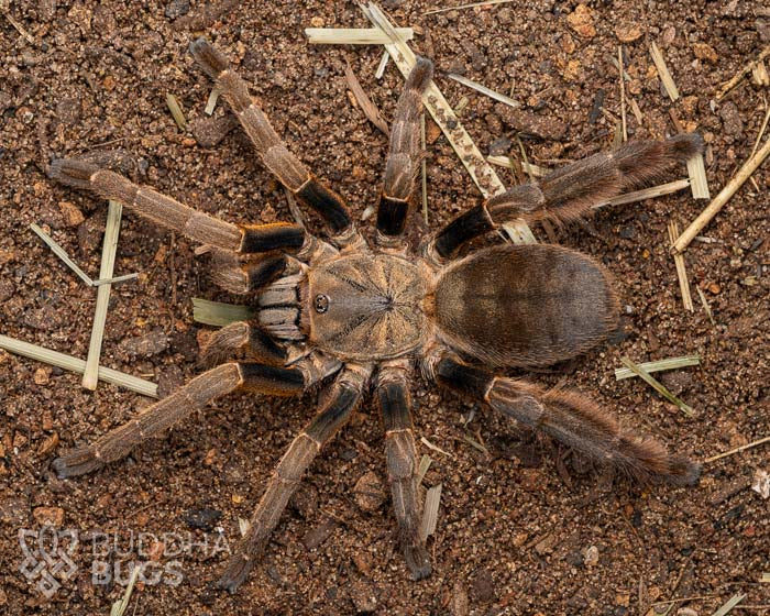 A female Citharognathus tongmianensis, a Chinese stout-leg earth tiger tarantula, poses on sandy clay.