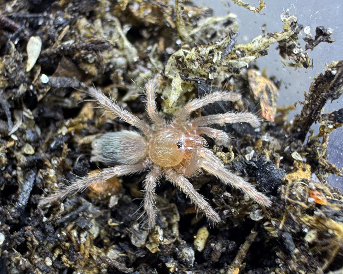 Clavopelma tamaulipeca (Sierra Madre wooly tarantula) 0.33"
