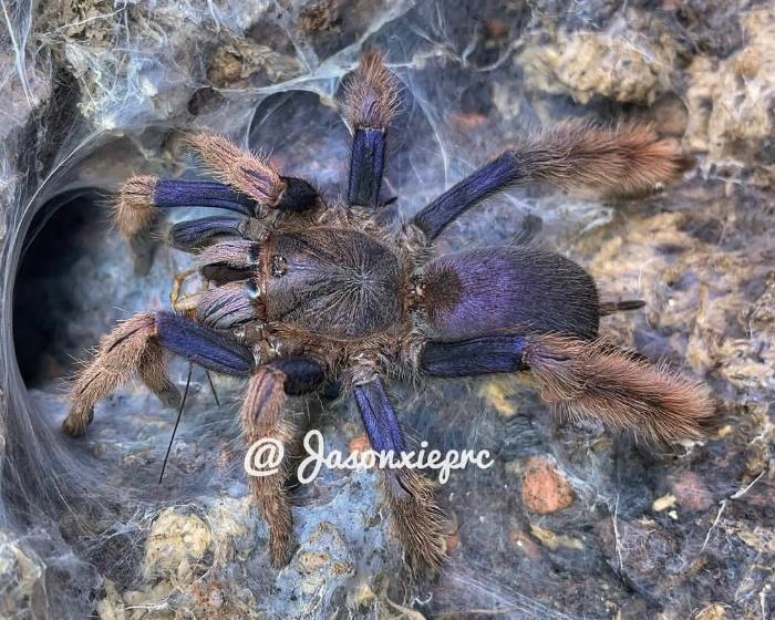 Coremiocnemis hoggi (Malaysian purple-femur tarantula) 0.75"
