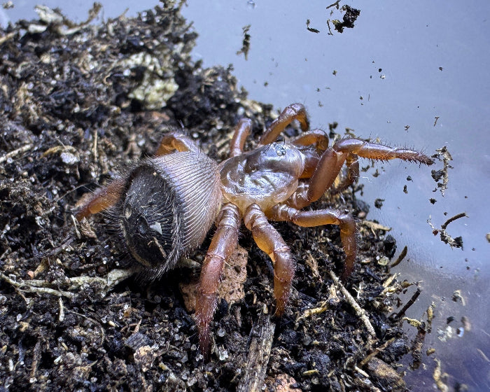 Cyclocosmia sp. (turret rump trapdoor spider) 2"