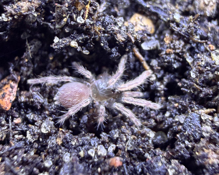 Cyriocosmus aueri (Peruvian dwarf red-legged tarantula) 0.25"