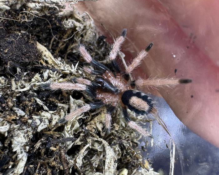 Cyriocosmus ritae (Peruvian black and white dwarf tarantula) 0.25"