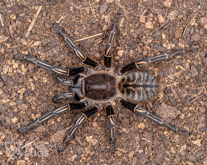 An adult female Melopoeus albostriatus, a Thai zebra earth tiger tarantula, poses on sandy clay.