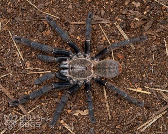A female Cyriopagopus hainanus, a Chinese black earth tiger tarantula, poses on sandy clay.
