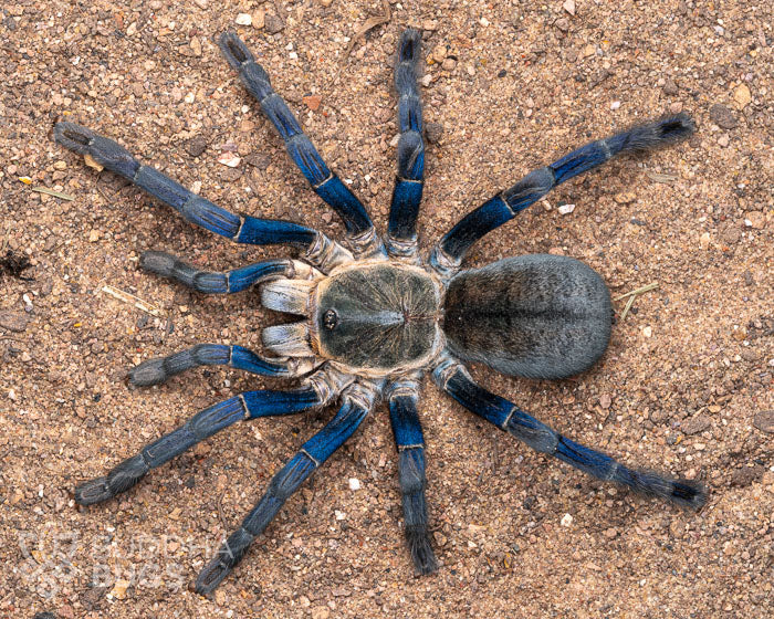 A female Melopoeus lividus, a cobalt blue tarantula, poses on sandy clay.