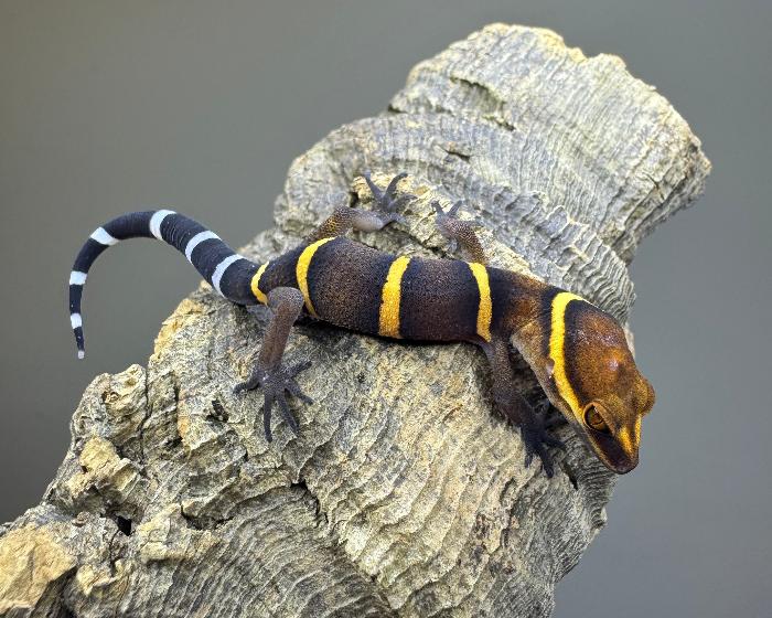 Goniurosaurus bawanglingensis (Bawangling tiger gecko)