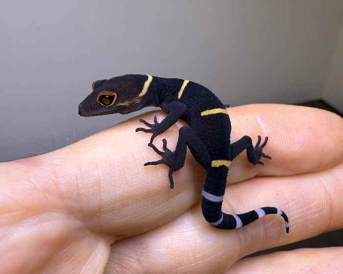 Goniurosaurus hainanensis (Hainanese tiger gecko)