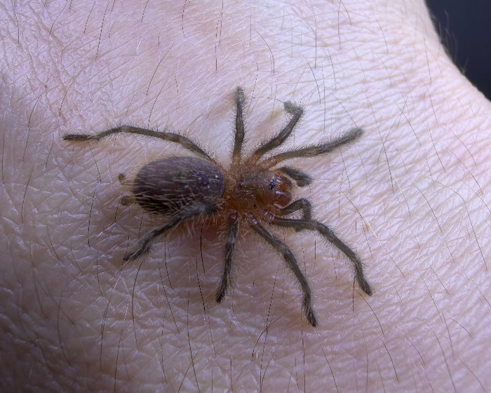 Grammostola aff. grossa (Guarani giant tarantula) 0.75"
