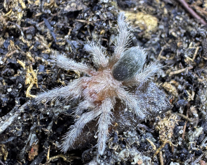 Grammostola quirogai (Uruguayan black tarantula) 0.75"