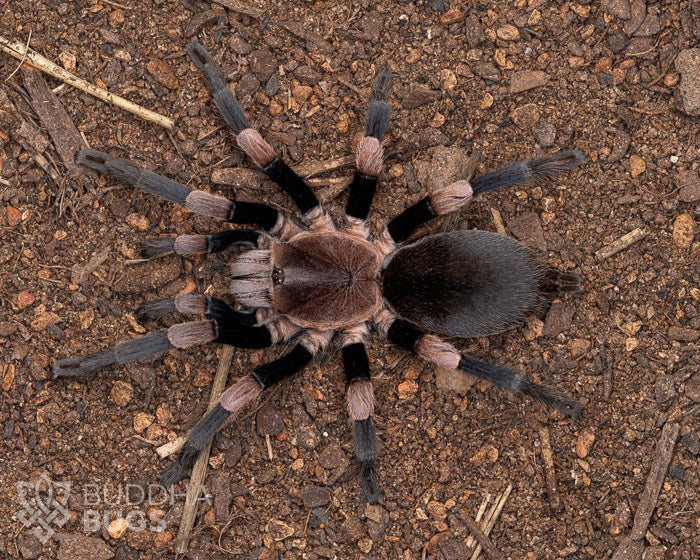 A female Haplocosmia himalayana, a Himalayan earth tiger tarantula, poses on sandy clay.