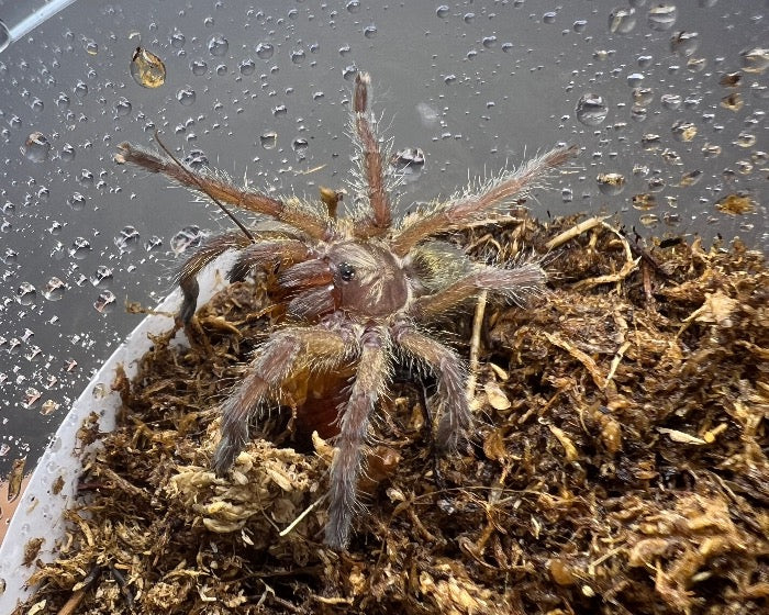 Harpactira baviana (Purcell's baboon tarantula) 0.75"