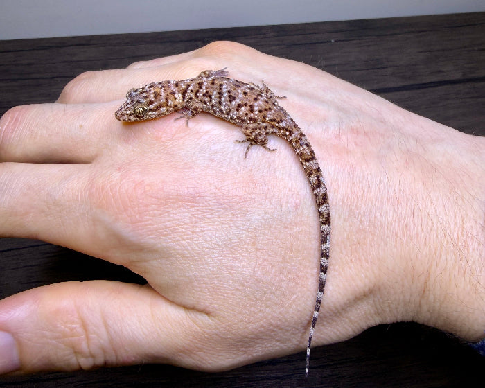 Heteronotia binoei (Bynoe's gecko)