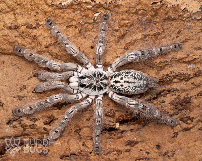 A female Heteroscodra maculata, a Togo starburst baboon tarantula, poses on natural cork bark.