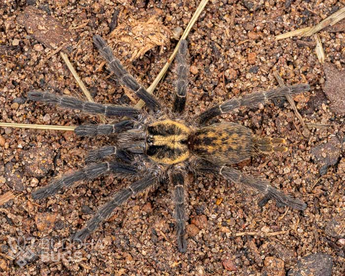 A female Heterothele villosella, a Tanzanian chestnut tarantula, poses on sandy clay.