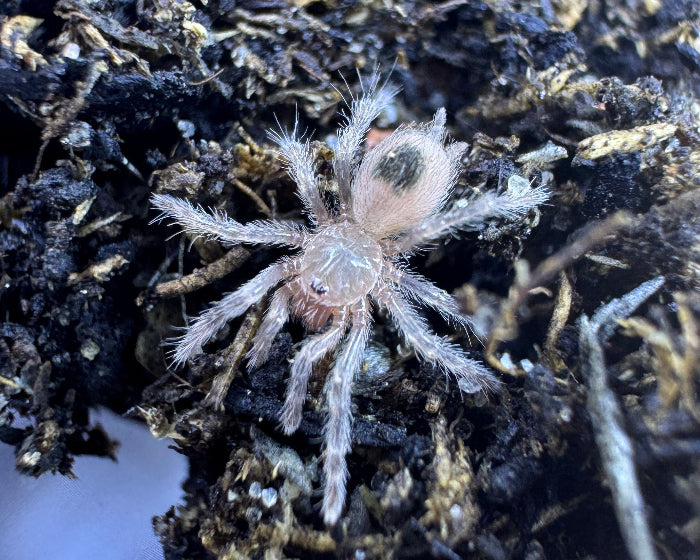 Homoeomma orellanai (Chilean yellow flame tarantula) 0.25"
