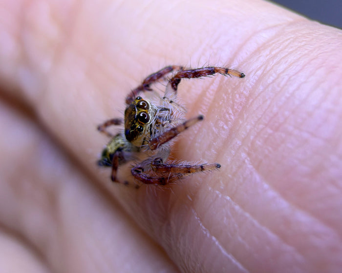 Hyllus giganteus (giant jumping spider) 0.33"