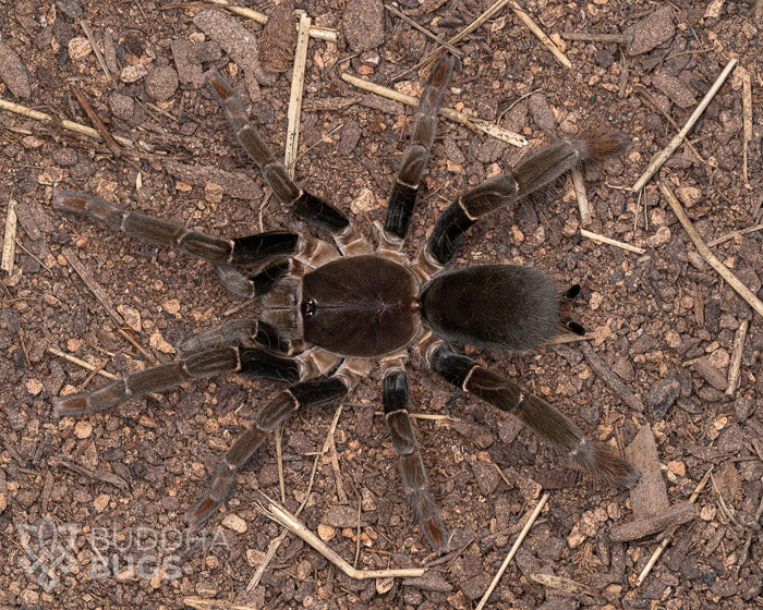 A female Hysterocrates gigas, a Cameroon red baboon tarantula, poses on sandy clay.