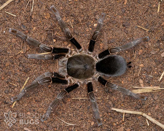A female Hysterocrates laticeps, a Nigerian rust leg tarantula, poses on sandy clay.