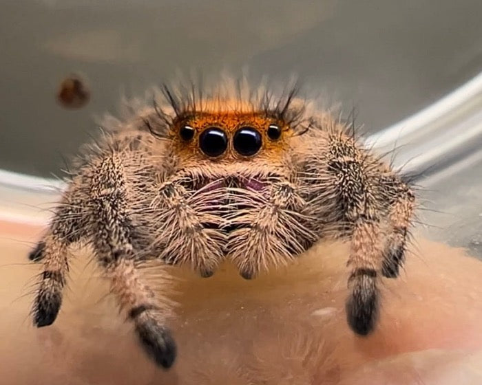 Phidippus regius (orange regal jumping spider) CB