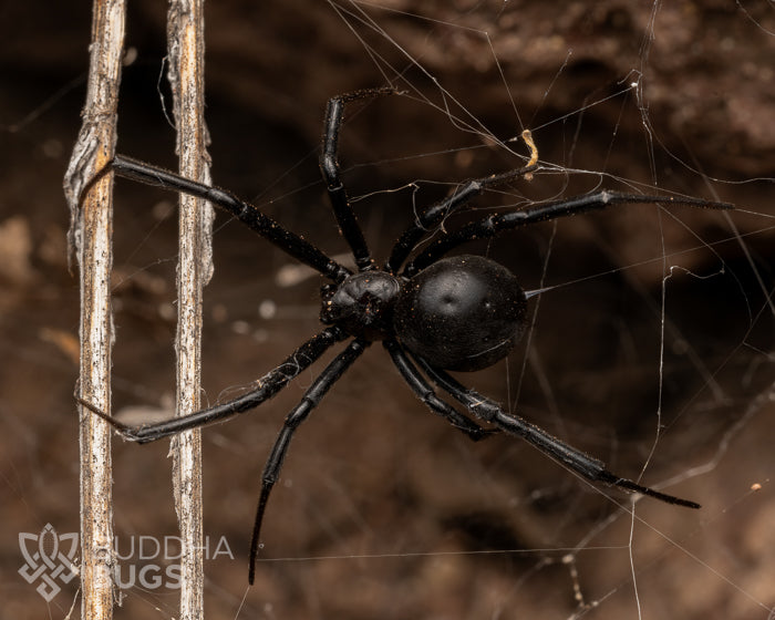 A female Latrodectus hesperus, also known as a Western black widow spider, poses on her web.