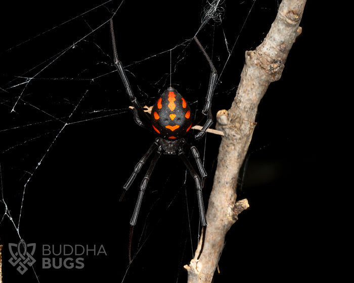Latrodectus tredecimguttatus (Mediterranean black widow spider) FEMALE