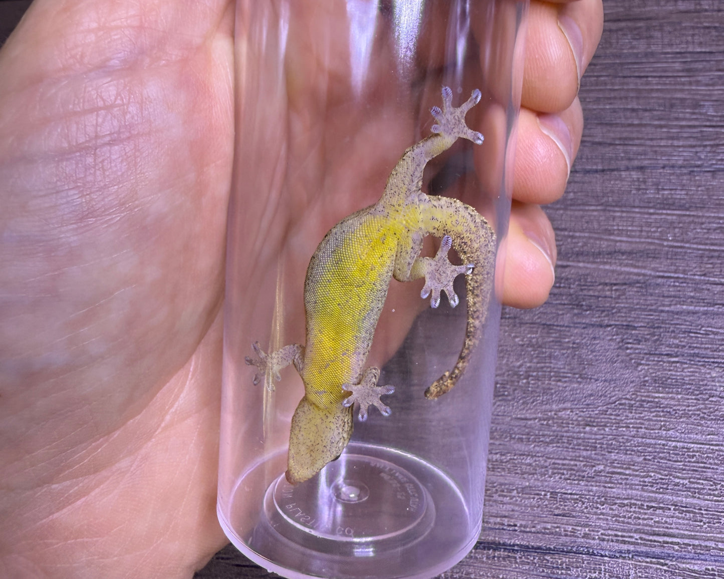 Lepidodactylus lugubris 'yellow belly' (mourning gecko)