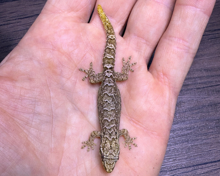 Lepidodactylus lugubris 'yellow belly' (mourning gecko)