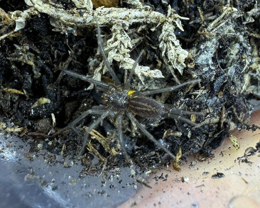 Linothele aff. megatheloides (Colombian curtain web spider) 0.75"