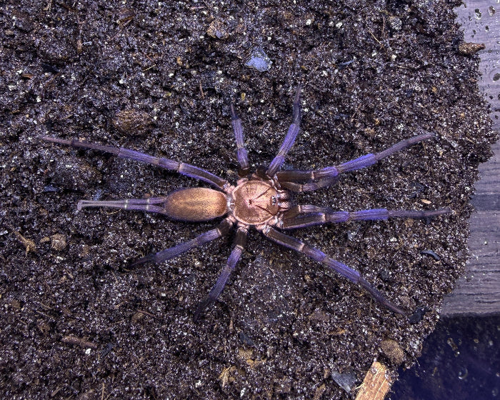 Linothele cf. sericata (Colombian curtain-web spider) 0.75"