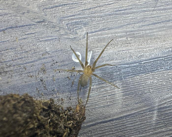Loxosceles laeta (Chilean recluse spider) 0.25”