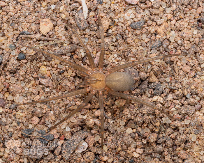 A mature female Loxosceles laeta, a recluse spider species known as the Chilean recluse spider, poses on sandy clay.