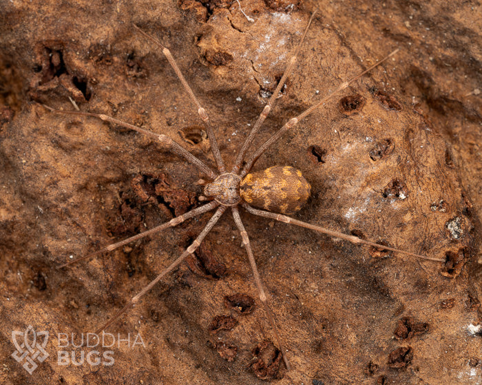 A female Loxosceles simillima, a Northern violin spider, poses on natural cork bark.