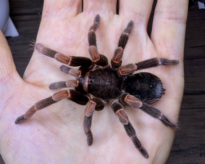 Abdomegaphobema mesomelas, formerly Megaphobema mesomelas (Costa Rican red leg tarantula) 0.75"
