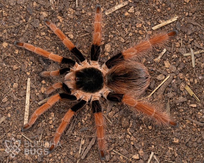 A female Megaphobema robustum, a Colombian giant red-legged tarantula, poses on sandy clay.