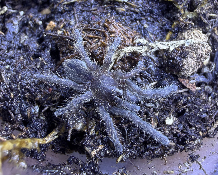 Melopoeus albostriatus 'Nakhon Ratchasima', formerly Cyriopagopus albostriatus 'Nakhon Ratchasima' (Thai zebra earth tiger tarantula) 0.5"