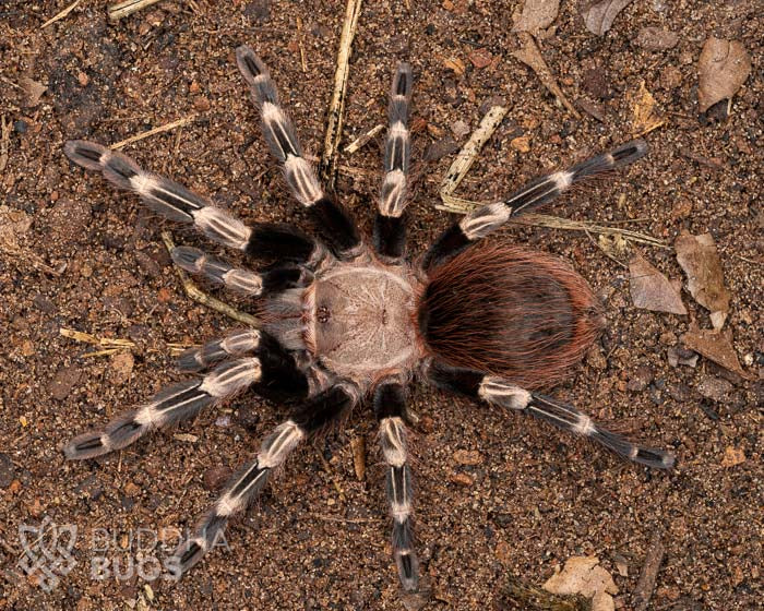 A female Vitalius chromatus, a Brazilian red and white tarantula, poses on sandy clay.