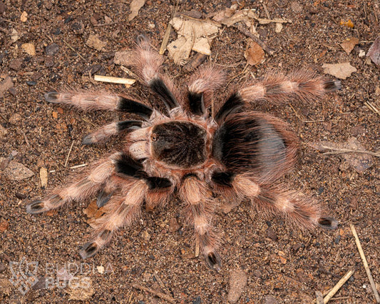 Nhandu coloratovillosus (Brazilian black and white tarantula) 1.25"