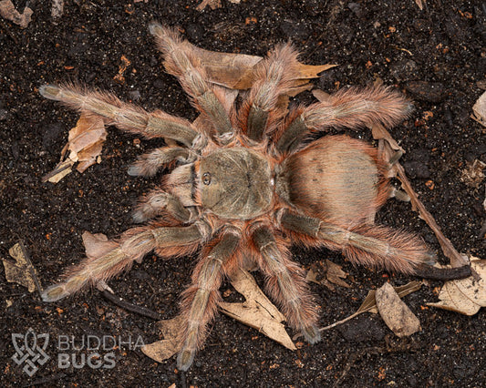 Nhandu tripepii (Brazilian giant blonde tarantula) 0.33"
