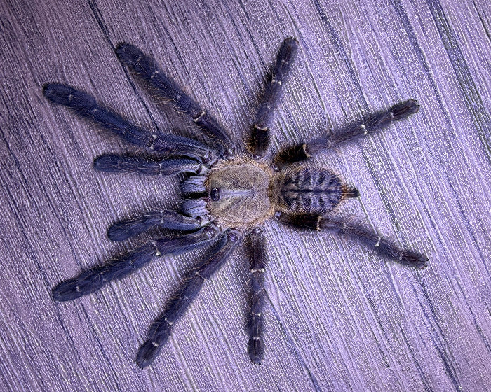 Omothymus sp. 'Sumatran tiger' (Sumatran earth tiger tarantula) 0.75"