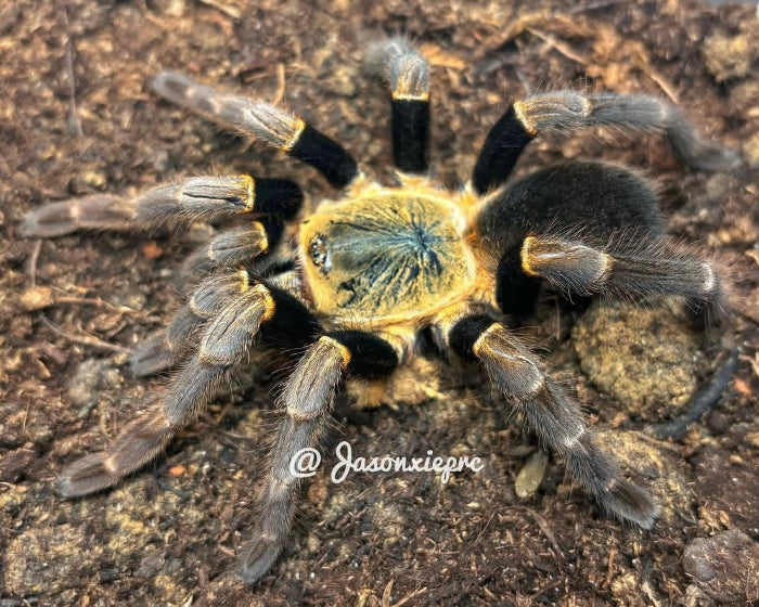 Ornithoctoninae sp. 'viridis' (Vietnamese green earth tiger tarantula) 0.75"