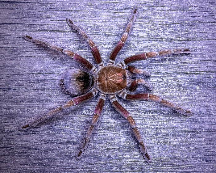 Pamphobeteus sp. 'Machala' (Machala purple bloom tarantula) 1"