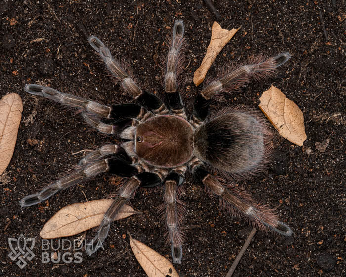A female Pamphobeteus sp. 'mascara', a mascara bird-eating tarantula, poses on terra preta.