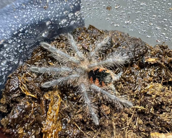 Pamphobeteus sp. ‘platyomma’ (Ecuadorian pink bloom tarantula) 2.75" FEMALE