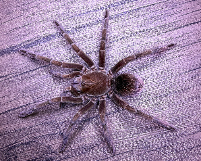 Pamphobeteus sp. 'tigris' (Ecuadorian black bird-eating tarantula) 1.25"
